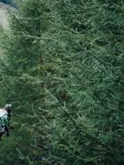 My pets are all amaz