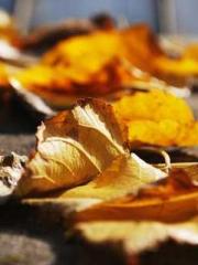 lt;lt;The Trash Husb