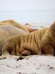 The Uncle Emperor Do